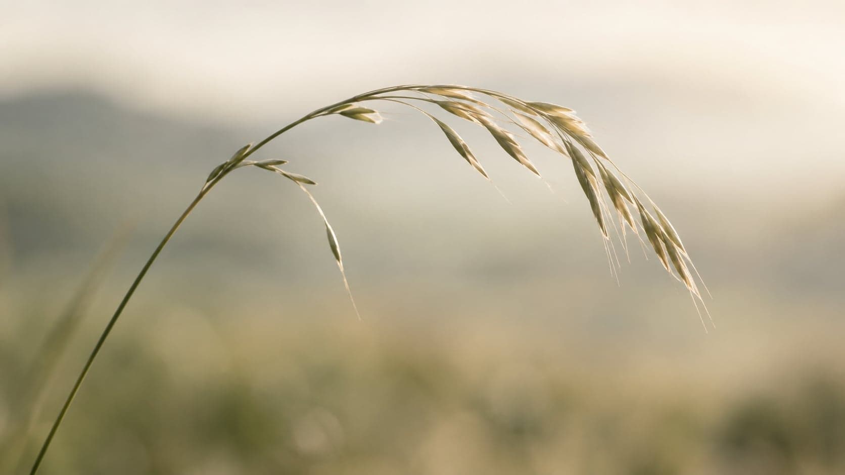 Ein Grashalm biegt sich im Wind, ohne zu brechen – Sinnbild für psychologische Flexibilität